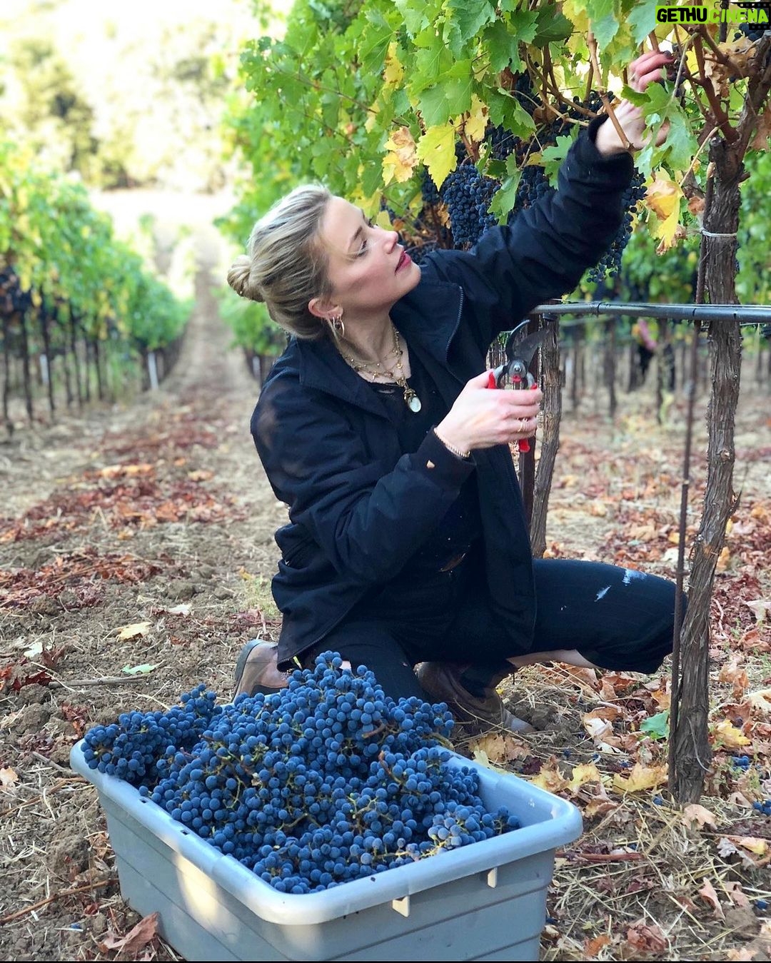 Amber Heard Instagram - Missing my happy place