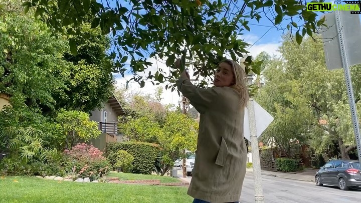 Amber Heard Instagram - Keeping social distance by sourcing from my organic orchard ...or from the one orange tree in my front yard