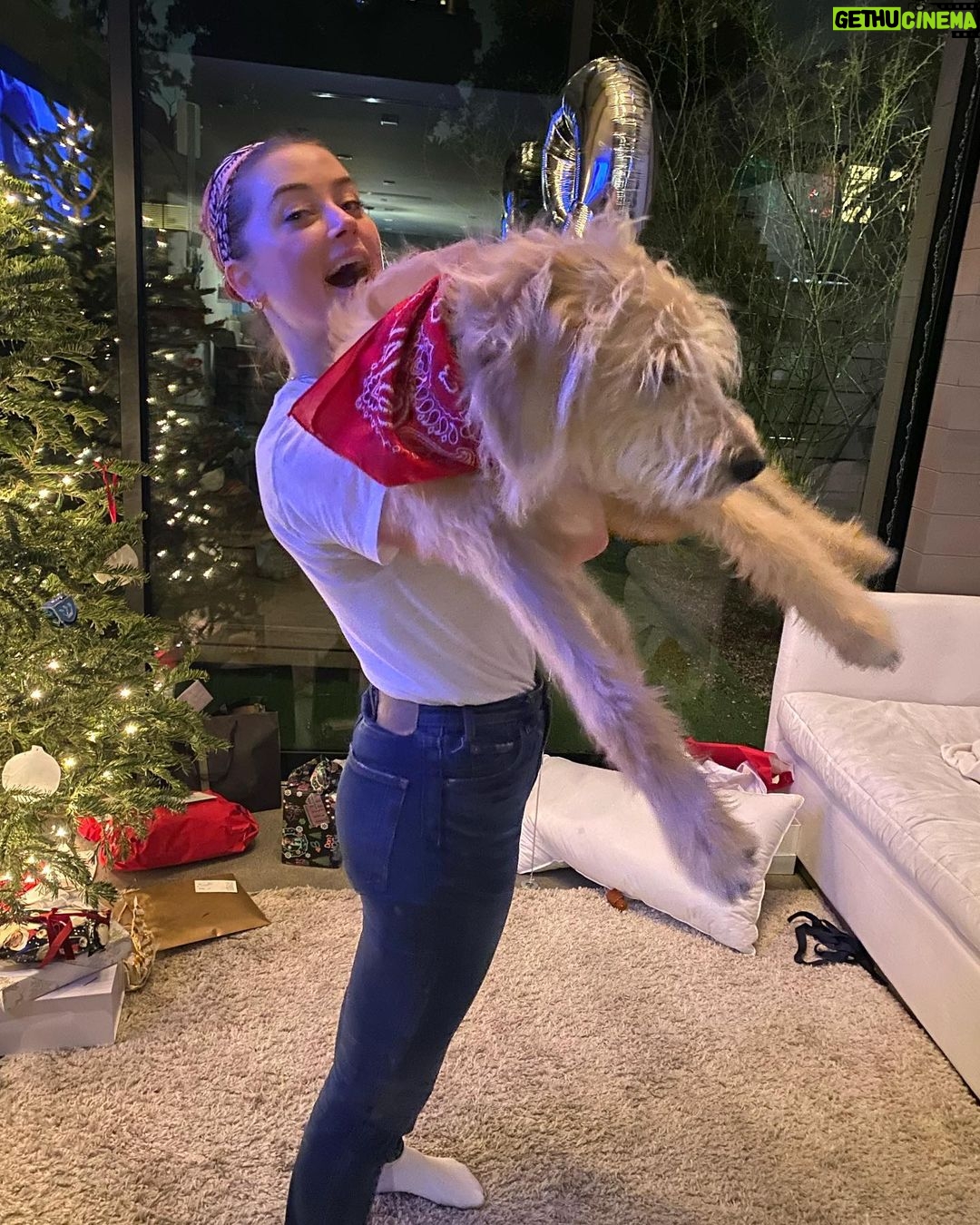 Amber Heard Instagram - Meet the newest member of the Heard family, Barnaby Joyce! 🐶