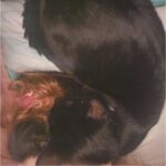 Amber Portwood Instagram – It’s a Luna Moon day! Relaxing and snuggling 🐈‍⬛

#weekendsnuggle