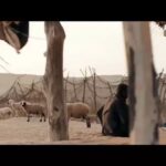 Amir Jafari Instagram - این روزها که غبار و شن #سیستان_و_بلوچستان را در اغوش گرفته است ..سرزمینمان را از سخاوتی سبز کنیم که ریشه اش سایه امید برای مردمی باشد که کم نفس و بی آب زندگی میکنند.. نخواهیم گذاشت خاکی تشنه و لبهایی خشکیده بماند #سیستان_و_بلوچستان #همدلی #سیستان_و_ #بلوچستان_تشنه_نمیماند #نذر_آب "خدایا بی واسطه به داد مردم سرزمینم برس" درگاه آپ (*733*5151# ) ‏@nazr_ab ‏@iranian_rcs ‏@seyedalisalehi12 ‏@hosseinsoleimani ‏@saied_shams