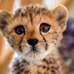 Amir Jafari Instagram – وقتی حالت با سرزمینت یکی باشد …
“پیروز “بودن در جبر جغرافیا سخت است…
#پیروز