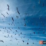Amirhossein Arman Instagram – این پرنده  مُردنی نیست … Bushehr