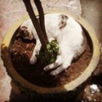 Amirhossein Arman Instagram -