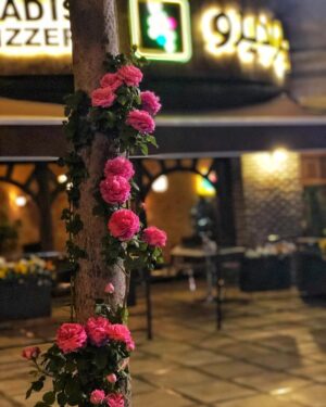 Amirhossein Arman Instagram - 🌸
@paradiso_karaj