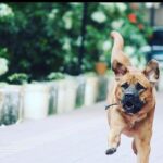 Amit Sadh Instagram - We have lost Liam today Don’t know how Cocca and Brando will miss him , but I will ! He was the love of my life and the best soul I have ever come across in my life .. Thank you Liam for the best 13 years of my life! RIP Liam.