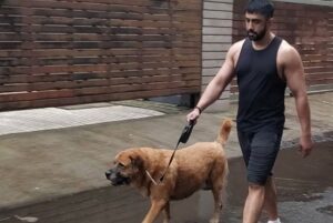 Amit Sadh Instagram - We have lost Liam today 
Don’t know how Cocca and Brando will miss him , but I will ! 
He was the love of my life and the best soul I have ever come across in my life .. Thank you Liam for the best 13 years of my life! 
RIP Liam.