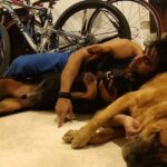 Amit Sadh Instagram - We have lost Liam today Don’t know how Cocca and Brando will miss him , but I will ! He was the love of my life and the best soul I have ever come across in my life .. Thank you Liam for the best 13 years of my life! RIP Liam.