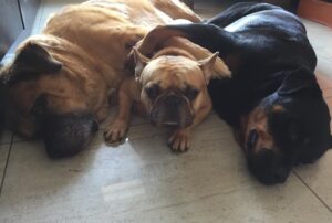Amit Sadh Instagram - We have lost Liam today 
Don’t know how Cocca and Brando will miss him , but I will ! 
He was the love of my life and the best soul I have ever come across in my life .. Thank you Liam for the best 13 years of my life! 
RIP Liam.