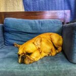 Amit Sadh Instagram - Last couple of days have been hectic and thank you for your blessings. Brando has been sulking. So am going to say goodbye to all of you. Thank you once again and now I will go and spend sometime with my Brando ❤️
