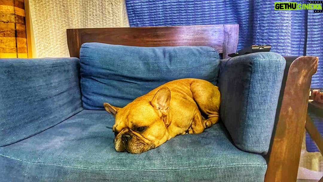 Amit Sadh Instagram - Last couple of days have been hectic and thank you for your blessings. Brando has been sulking. So am going to say goodbye to all of you. Thank you once again and now I will go and spend sometime with my Brando ❤️