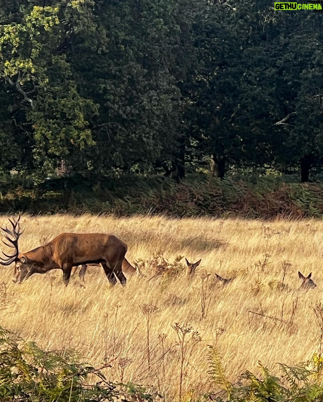 Amybeth McNulty Instagram - Dear.. oh deer!