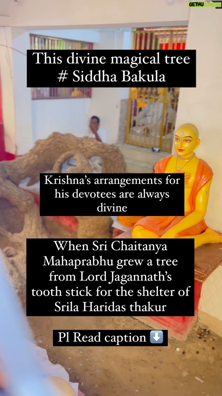 Anagha Bhosale Instagram - Siddha Bakula is located behind Kashi Mishra house. Sri Caitanya Mahaprabhu personally arranged for Srila Haridasa Thakura to reside at this place. Siddha Bakula is the bhajana kutir of Haridasa Thakura, the place where he chanted 3,00,000 names of Krishna daily. . Sri Chaitanya requested Haridasa, “Remain here and chant the Hare Krishna maha-mantra. I shall personally come here to meet you daily. Remain here peacefully, and look at the cakra on top of Lord Jagannath’s temple and offer obeisances. As far as your Prasadam, I shall arrange to have that sent here.” . In order to provide shade for Thakur Haridasa, Sri Chaitanya planted a used tooth stick of Lord Jagannath. All of a sudden it grew up and appeared as a great shade tree. Rupa Gosvami recited Lalitha Madhava and Vidagdha Madhava under this tree before Sri Gauranga and his followers. During his stay Sanatana Gosvami lived with Haridasa Thukura here. Haridasa Thakur left his body here and Lord Chaitanya danced in ecstasy here. . Hollow trunk of the Siddha Bakul tree (STORY TIME) In course of time, the King of Orissa ordered his officers to cut down the tree here in order to construct Lord Jagannatha’s Ratha yatra cart. Big amount of wood is needed, since the carts are about 13 m high and each year new ones are constructed. They come to cut this tree but Srila Jagannatha Gosvami objected, informing them that the tree had been planted by Sri Caitanya Mahaprabhu for giving shade to Haridasa Thakura. But they refused and decided to cut this tree in the next day. Overnight, the tree becomes hollow. The trunk remained standing, but its insides were empty. The next morning when the royal officers came they found the tree hollow and returned without cutting it. . The tree was not ordinary tree, having been used as a toothbrush for Lord Jagannatha, and then planted in the ground by Mahaprabhu’s own hand, and acting as shelter for Nama Acharya Srila Haridasa Thakura. The Tree had attained perfection, Siddha, and from that day on was known as the Siddha Bakula by all the local people. People tie stones to this kalpa-taru (wish-fulfilling tree) and make their wishes.