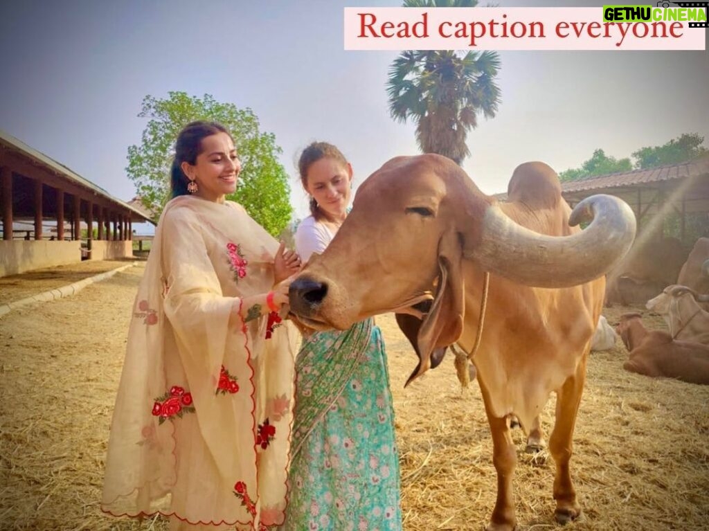 Anagha Bhosale Instagram - (HH Radhanath Maharaj narrates his experience) For many years I took care of cows. Sometimes they kick, but it is really purifying when they kick you. Ultimately cows just like to look nice, they just want to feel nice and they want to be loved and I brushed their faces, after I milked the cows and fed them. I would brush every hair on their body exactly in the direction it naturally went, with a special cow brush. And when the cows would come out of the Goshala, they would be dancing and smiling because they would be looking so nice. And it’s not that they look nice, it’s the time, the attention and the affection that you give to make them look nice. That’s what they love! Srila Prabhupada taught us that cow protection, in the spirit of Vrindavan, is not just about not killing them but about making them happy by giving them the feeling that they are loved and cared for. – Radhanath Swami