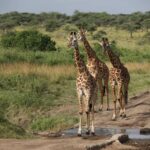 Ander Herrera Instagram - First day in 🇹🇿 #serengeti Serengeti National Park, Tanzania