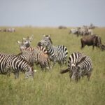Ander Herrera Instagram - First day in 🇹🇿 #serengeti Serengeti National Park, Tanzania