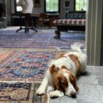 Anderson Cooper Instagram – Not sure what Lily thinks about it all. #welshspringerspaniel