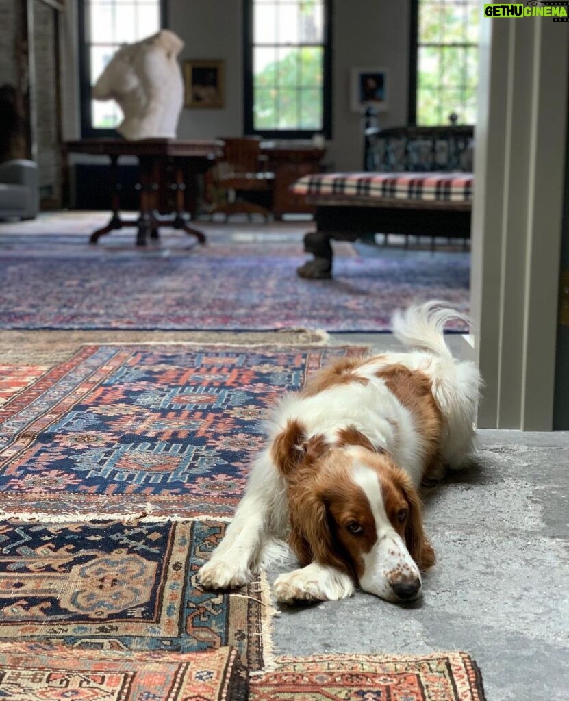 Anderson Cooper Instagram - Not sure what Lily thinks about it all. #welshspringerspaniel