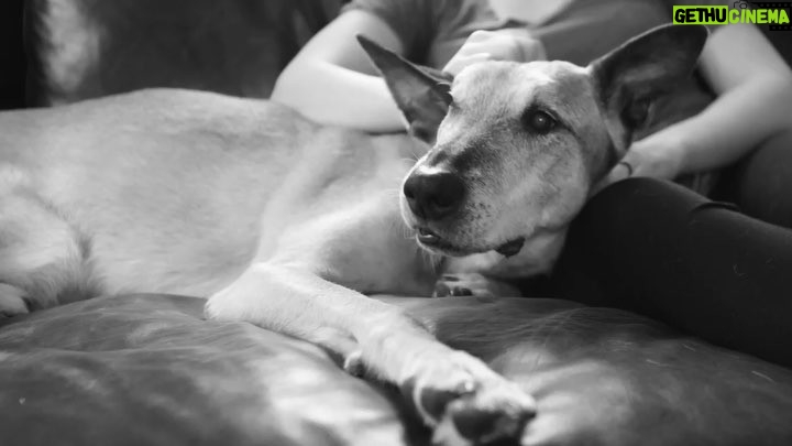 Anderson Cooper Instagram - My friend Jimmy Hatch, former NAVY SEAL works to finds homes and get medical treatment for retired military and police dogs. Find out more about his work @SpikesK9Fund on instagram. Or SpikesK9Fund.org