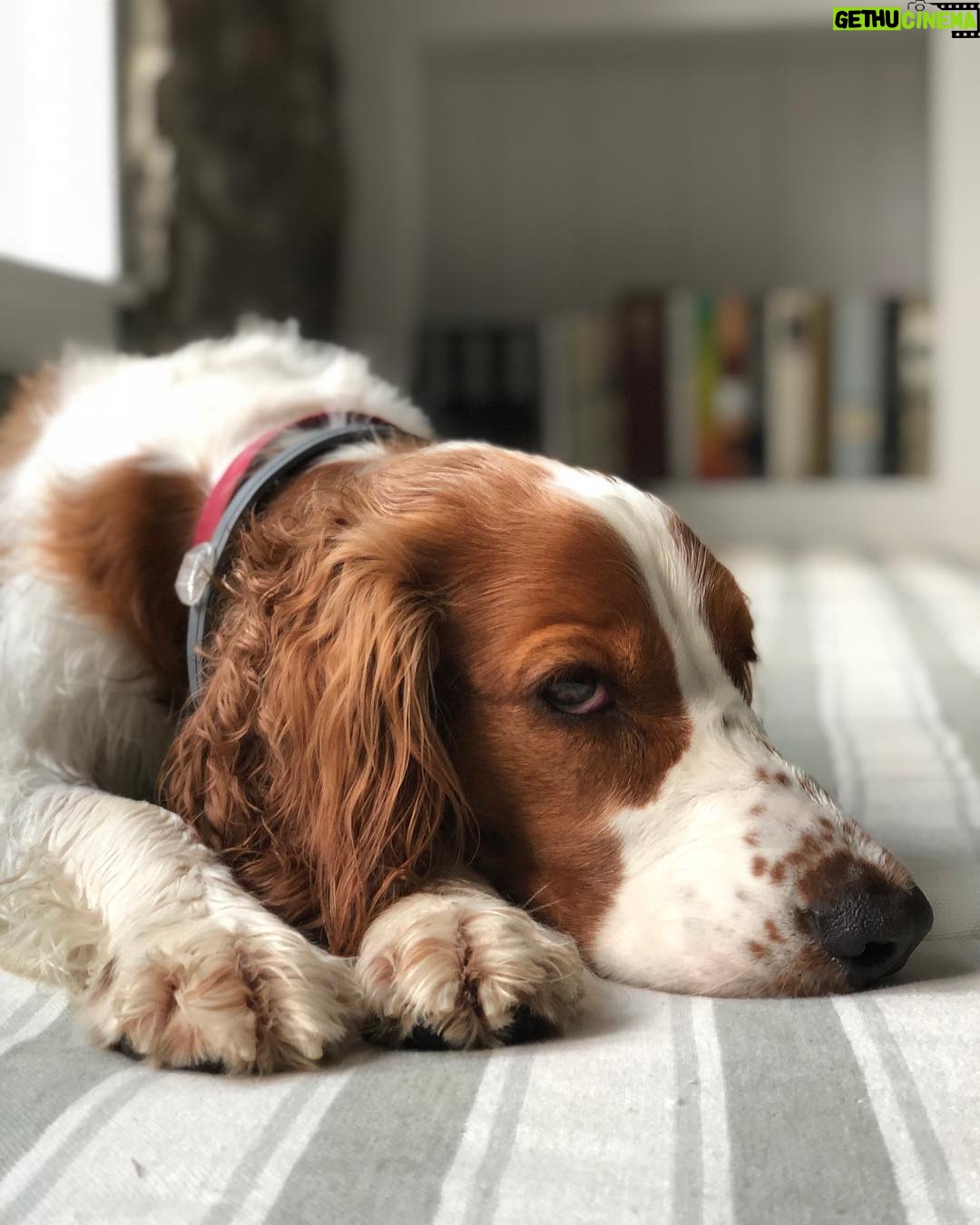 Anderson Cooper Instagram - Wet and smelly Lily, drifting off to sleep. #welshspringerspaniel