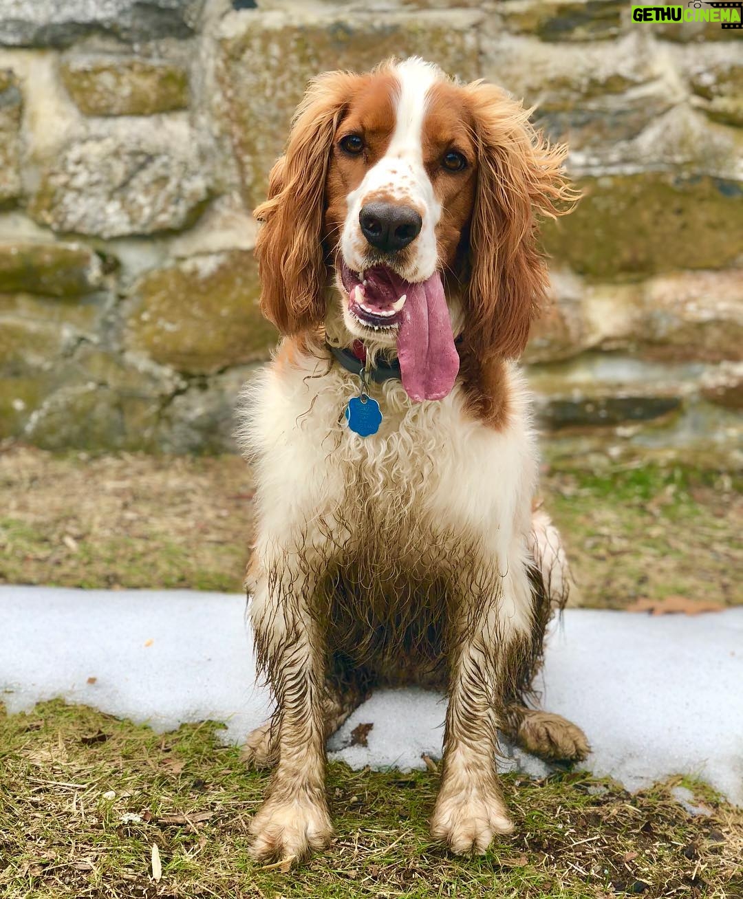 Anderson Cooper Instagram - Lily after running through the woods. Muddy dog, long tongue.#welshspringerspaniel