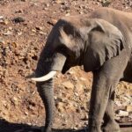 André Lamoglia Instagram - I met Dumbo 🐘 Somewhere in South Africa