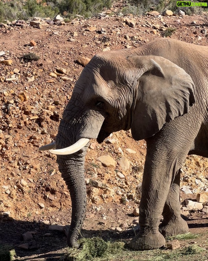 André Lamoglia Instagram - I met Dumbo 🐘 Somewhere in South Africa