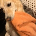 André Luiz Frambach Instagram - Apesar do post de ontem ter sido sobre sorrir… ontem foi um dia difícil de sorrir, partiu desse plano aqui a minha primeira filha, minha eterna loirinha. Nosso encontro foi de fato um reencontro, eu chegando da escola do meu 2 ano, loirinha estava no final da minha rua, assim que ela me viu ela veio correndo e pulou com as 4 patas no meu colo, como se eu já fosse o dono dela(estimamos que ela tivesse uns 2 anos mais ou menos). Procuramos muito os donos delas porque uma cachorra linda, doce, meiga e super bem cuidada provavelmente tinha donos, no entanto a gente não sabia que os donos dela na real éramos nós. Ficamos com ela, e por muitos anos ela foi minha maior companheira, de praia, mergulho, sono e tudo. Depois voltei a trabalhar muito e fomos nós “distanciando” e com essa distância ela passou a ficar COLADA com mamãe, porém sempre que voltava pra casa ela tava lá com um sorriso nesse focinho de “fuinha” ahahahahah pra me receber e colar em mim. Brincávamos entre nós que eu tinha perdido a loira pra mamãe, mas a gente sabe que não existe isso, esses seres não substituem nunca um amor e por isso que falo que devíamos aprender muito com eles, eles somam e tem amor e carinho pra todo mundo sem esperar nada em troca, apenas amor e carinho ( e que falta isso faz pros seres humanos né?) . Os anos passaram e ela perdeu um olho por conta de uma doença do carrapato que fica no sangue e como adotamos ela não sabíamos disso. Operamos o olhinho dela e ela voltou com tudo como se não tivesse passado por nenhuma dor ou cirurgia. A pandemia chegou e senti a necessidade de pegar uma “cãopania” pra ela, afinal ela estava ficando velhinha e precisava animar e ser estimulada em uma “matilha”. Foi quando a nalinha apareceu nas nossas vidas. Depois de muita companhia, amor, e ajudar a gente a criar a nalinha, loirinha começou a adoecer, afinal a idade estava chegando. Por muito tempo ela relutou pra nós deixar, pra ir embora desse plano, parava de comer e depois de um tempo voltava como se estivesse nova de novo, era algo incompreensível pra gente. Toda hora parecia que ela ir partir e do nada ela voltava com tudo, cheia de vida… CONTINUA NOS COMENTÁRIOS.