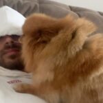 André Luiz Frambach Instagram – Impossível não chorar, impossível não sentir dor, impossível esquecer de você minha raposinha, minha charmosa, minha metida!!! Você era única, um coração tão tão grande que não cabia dentro de você, todos diziam que nem viver você conseguiria porém foram 5 anos vividos, e nesses últimos meses principalmente VIVEU o que merecia ter vivido a vida toda, com muito amor, muitos irmãos, livre e recebendo toda atenção e carinho possível! A gente sabe como os cachorros são os animais mais puros e sinceros, e por toda essa pureza deles eles absorvem muita coisa externa. Meguinha tinha um problema seríssimo no coração, problema cardíaco grave, sabíamos que em qualquer momento um mau súbito poderia acontecer, mas desde que ela esteve com a gente, nunca “podamos” ela de viver do jeito que ela queria, foram muitas brincadeiras, correrias, felicidade e amor acima de tudo. Hj ela faleceu enquanto dormia no quarto do papai e da mamãe dela! Nos te amamos muito minha filha. Espero que você volte pra gente em breve, estaremos te aguardando aqui nesse plano! Queria ter convivido e vivido mais com você. Obrigado pela sua delicadeza, pelo seu carinho cmg, pelo seu amor, por ter sido a primeira a acolher a nalinha sua irmã gigante ahhahahahaha. Somos e seremos sempre uma família, e estaremos esperando você novamente se assim papai do céu quiser! TE AMO MINHA RAPOSA