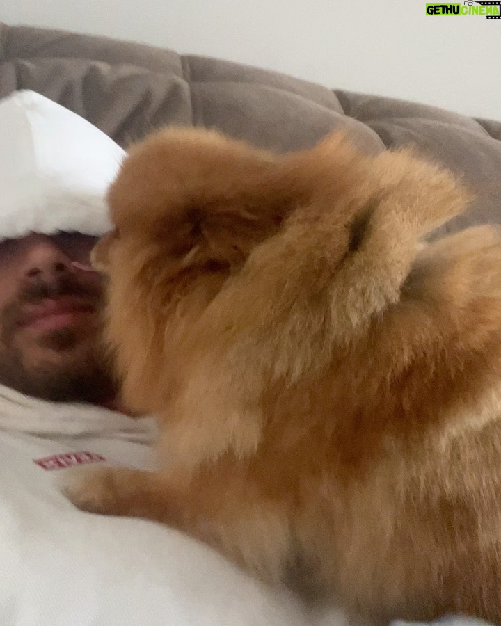 André Luiz Frambach Instagram - Impossível não chorar, impossível não sentir dor, impossível esquecer de você minha raposinha, minha charmosa, minha metida!!! Você era única, um coração tão tão grande que não cabia dentro de você, todos diziam que nem viver você conseguiria porém foram 5 anos vividos, e nesses últimos meses principalmente VIVEU o que merecia ter vivido a vida toda, com muito amor, muitos irmãos, livre e recebendo toda atenção e carinho possível! A gente sabe como os cachorros são os animais mais puros e sinceros, e por toda essa pureza deles eles absorvem muita coisa externa. Meguinha tinha um problema seríssimo no coração, problema cardíaco grave, sabíamos que em qualquer momento um mau súbito poderia acontecer, mas desde que ela esteve com a gente, nunca “podamos” ela de viver do jeito que ela queria, foram muitas brincadeiras, correrias, felicidade e amor acima de tudo. Hj ela faleceu enquanto dormia no quarto do papai e da mamãe dela! Nos te amamos muito minha filha. Espero que você volte pra gente em breve, estaremos te aguardando aqui nesse plano! Queria ter convivido e vivido mais com você. Obrigado pela sua delicadeza, pelo seu carinho cmg, pelo seu amor, por ter sido a primeira a acolher a nalinha sua irmã gigante ahhahahahaha. Somos e seremos sempre uma família, e estaremos esperando você novamente se assim papai do céu quiser! TE AMO MINHA RAPOSA