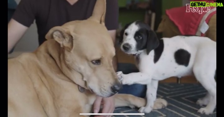 Andrea Barber Instagram - What a dream job! When @people asked me to be the host of Celebrity Pet Matchmaker, teaming up with Helen Woodward Animal Center to place rescue dogs into forever homes, I jumped at the chance! Celebrity Pet Matchmaker is now on People.com, PeopleTV, and People’s YouTube channel, with new episodes airing Thursdays. Check it out! Link in bio. 🐾❤️🐶 @hwac @peopletv