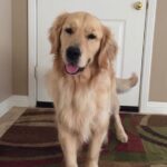 Andrea Barber Instagram - There is a Cosmo-sized hole in our hearts. 💔 We miss you, sweet boy. 😢🐾