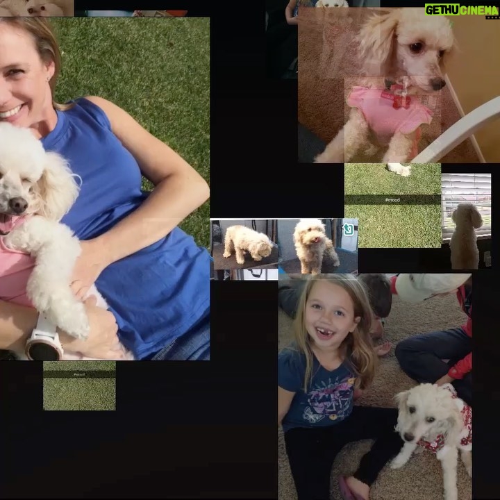 Andrea Barber Instagram - It’s my sweet baby Holly’s Gotcha Day. Six years ago today we rescued her as a discarded backyard breeder dog. She had never walked on a leash or played with a toy. Now, she rules the house as our most loved queen. 👑 But really, WE are the lucky ones. 🐾🐩❤️ #adoptdontshop