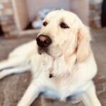 Angélica Vale Instagram - ¡Esta hermosura esta cumpliendo 2 años el día de hoy! Happy birthday Coco! Gracias por hacernos tan felices… ❤️🎂