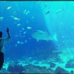 AngelaBaby Instagram - 🐠🐟🐡🐬🐋🐳🦈