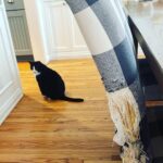 Angela Kinsey Instagram – Furniture design by Oreo. Let me know if you want anything in your house shredded. 😼