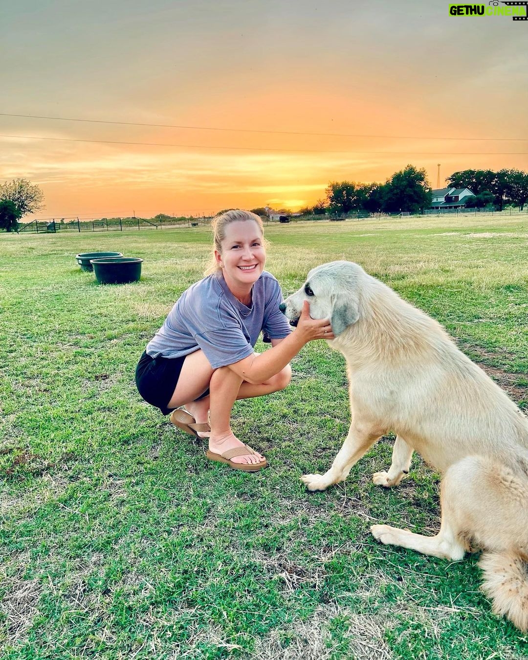 Angela Kinsey - 54.3K Likes - Meet Caroline the goat herding dog… she’s the sweetest and takes such good care of her goats! ❤️