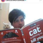 Angela Kinsey Instagram - Ummm @catconworldwide I think I need this book. Swipe to see how @oreolovesboxes looks at me! 😼