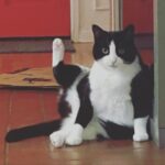Angela Kinsey Instagram - Kitty high five?? (also, sometimes she sits like this for awhile 😹) ❤️ @oreolovesboxes