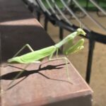 Angela Kinsey Instagram - Old friends. New friend. Day 2 hair. 🥰 1- Awesome weekend catching up with Steve and @rainnwilson and learning about the amazing work the folks @lidehaiti and Rainn and his wife, Holly are doing!❤️ 2- This praying mantis hung out by our trampoline all weekend. Is this good luck?? 3- Second day event hair is my favorite. Even though all I did was run errands and clean… I felt fancy. Thx @rachelleblanco ! #happymonday #hugsfrommetoyou❤