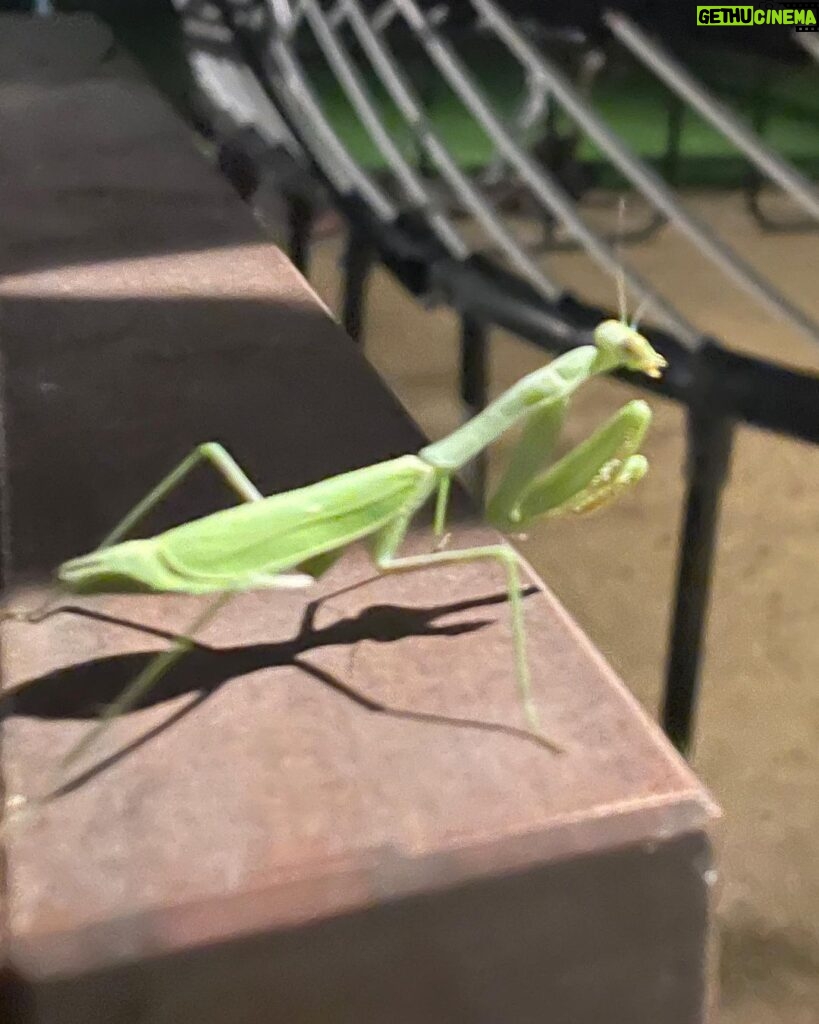 Angela Kinsey Instagram - Old friends. New friend. Day 2 hair. 🥰 1- Awesome weekend catching up with Steve and @rainnwilson and learning about the amazing work the folks @lidehaiti and Rainn and his wife, Holly are doing!❤ 2- This praying mantis hung out by our trampoline all weekend. Is this good luck?? 3- Second day event hair is my favorite. Even though all I did was run errands and clean… I felt fancy. Thx @rachelleblanco ! #happymonday #hugsfrommetoyou❤