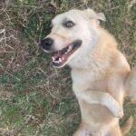 Angela Kinsey Instagram - Meet Caroline the goat herding dog… she’s the sweetest and takes such good care of her goats! ❤️