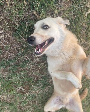 Angela Kinsey Instagram - Meet Caroline the goat herding dog… she’s the sweetest and takes such good care of her goats! ❤️