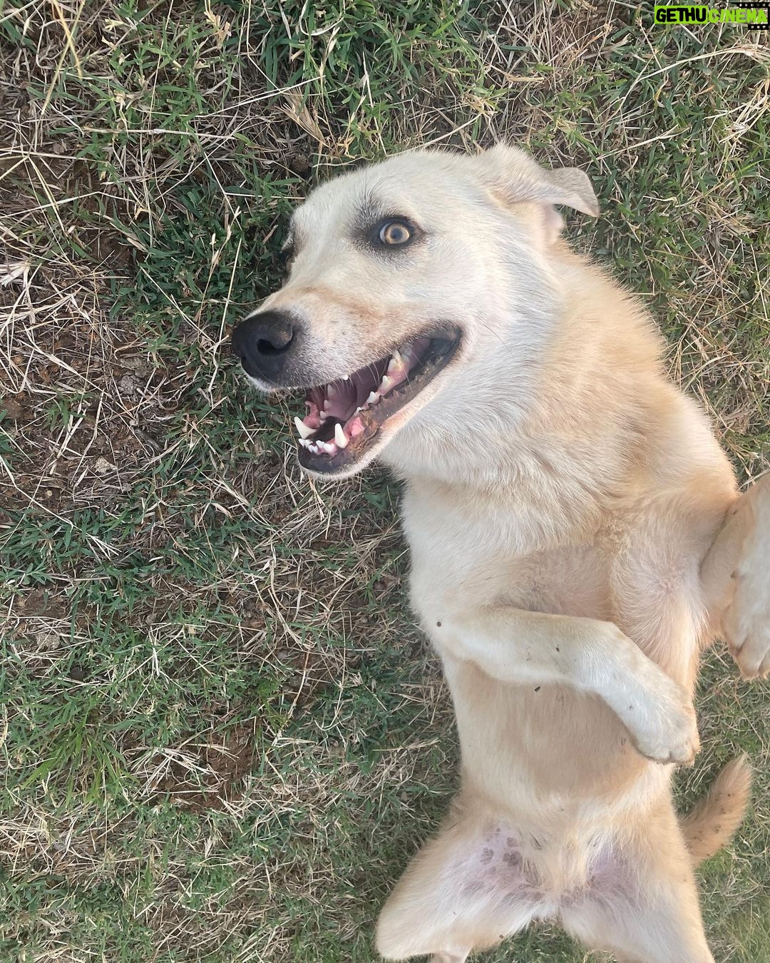 Angela Kinsey - 54.3K Likes - Meet Caroline the goat herding dog… she’s the sweetest and takes such good care of her goats! ❤️