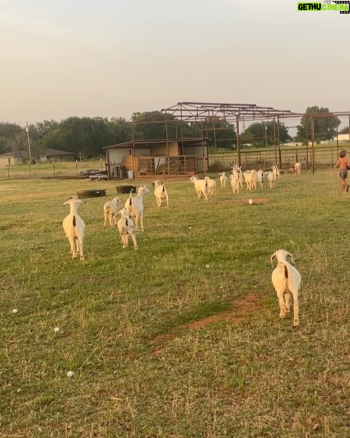Angela Kinsey - 54.3K Likes - Meet Caroline the goat herding dog… she’s the sweetest and takes such good care of her goats! ❤️