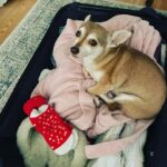 Angela Kinsey Instagram – Someone wants to go on Spring Break with us… ❤️