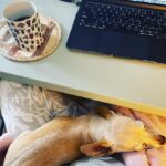 Angela Kinsey Instagram – My late night work buddy ❤️ #buster