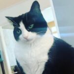 Angela Kinsey Instagram – Happy Monday from @oreolovesboxes 😼
