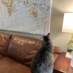 Angela Kinsey Instagram - She has been sitting like this for 20 minutes… what is she plotting? Travel plans?? 😼