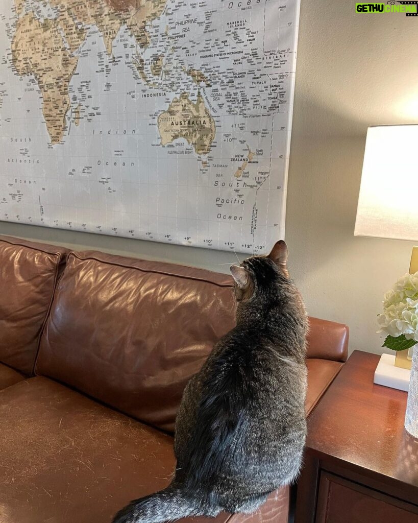 Angela Kinsey Instagram - She has been sitting like this for 20 minutes… what is she plotting? Travel plans?? 😼